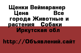 Щенки Веймаранер › Цена ­ 40 000 - Все города Животные и растения » Собаки   . Иркутская обл.